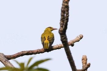 Black-naped Oriole Chatuchak Park Tue, 3/21/2017