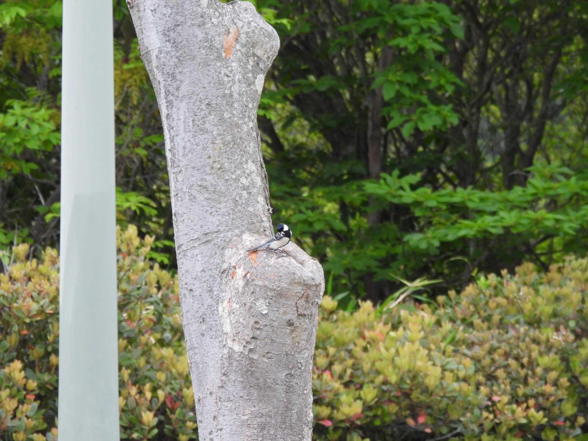 Photo of Japanese Tit at 広島県立びんご運動公園 by 大瑠璃力三郎