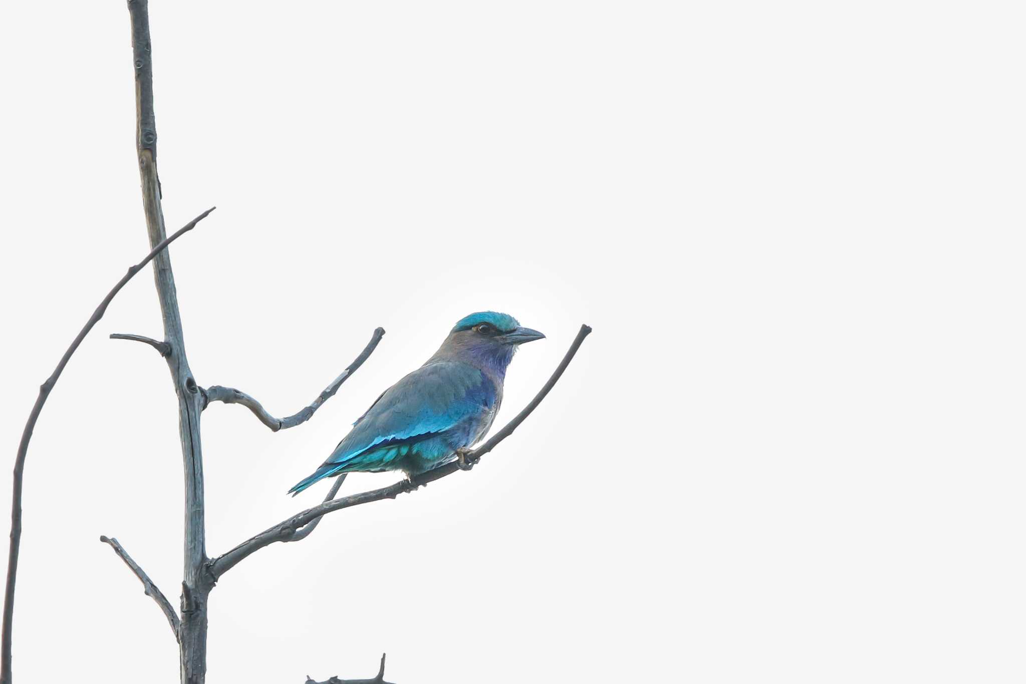 Indian Roller