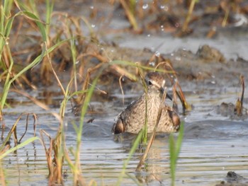 Grey-tailed Tattler 徳島市川内町 Wed, 8/25/2021