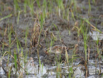 Long-toed Stint 徳島市川内町 Wed, 8/25/2021