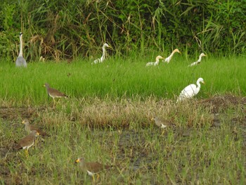 Eastern Cattle Egret 徳島市川内町 Wed, 8/25/2021