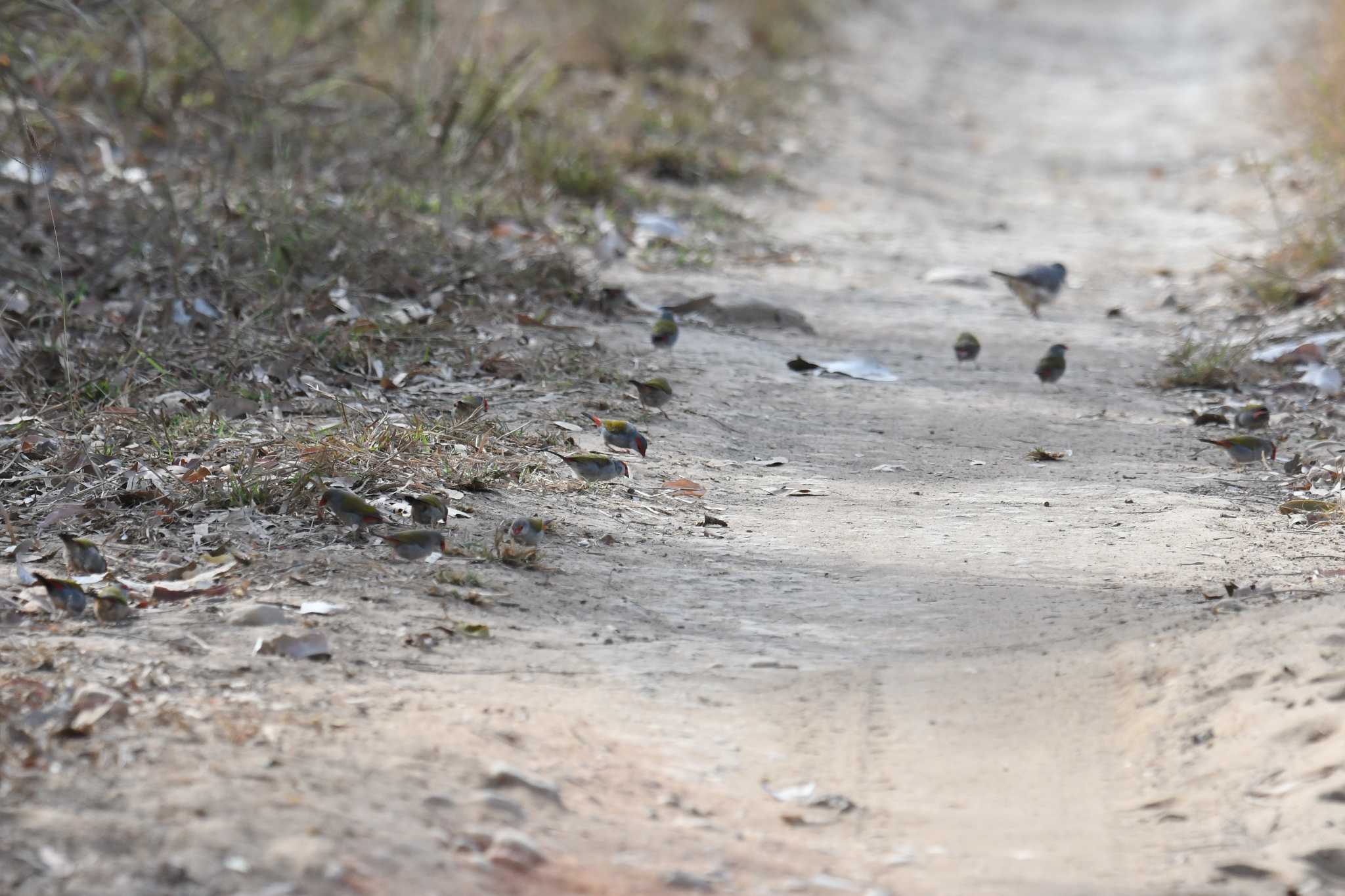 Red-browed Finch