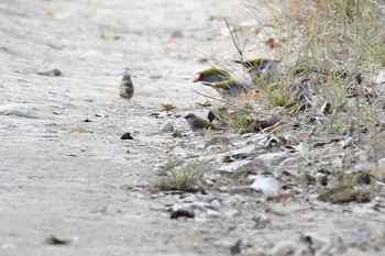 Red-browed Finch Lake Field National Park Sun, 10/20/2019