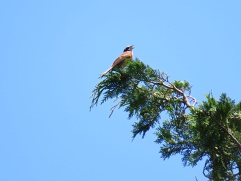 Meadow Bunting 小田原 Mon, 7/19/2021