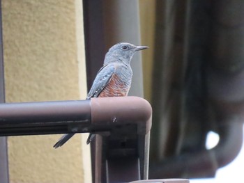 Blue Rock Thrush 小田原 Mon, 8/23/2021