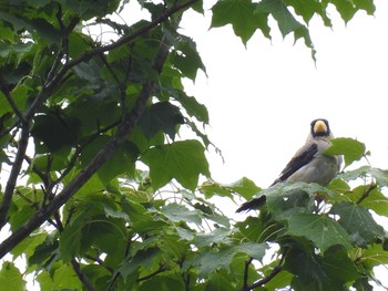 Japanese Grosbeak 雫石 Tue, 8/17/2021