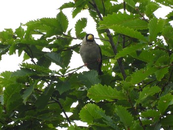 Japanese Grosbeak 雫石 Tue, 8/17/2021