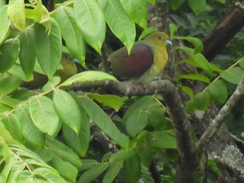 White-bellied Green Pigeon 田沢湖高原 Mon, 8/16/2021