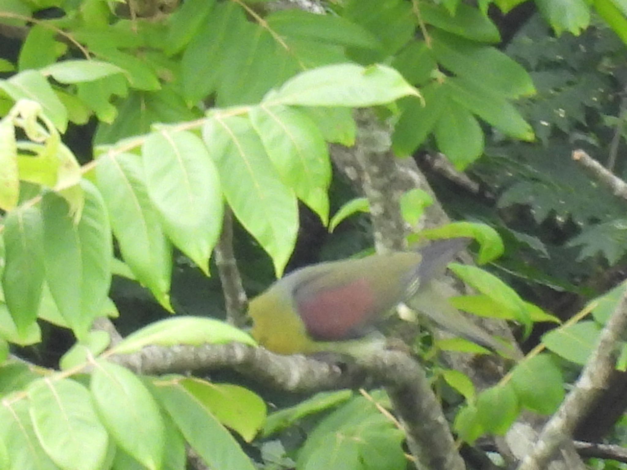 Photo of White-bellied Green Pigeon at 田沢湖高原 by toritaro