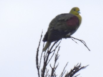 White-bellied Green Pigeon 田沢湖高原 Mon, 8/16/2021