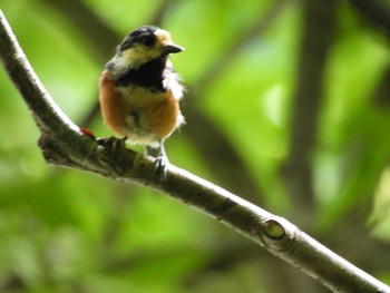 Tue, 8/17/2021 Birding report at 宝仙湖