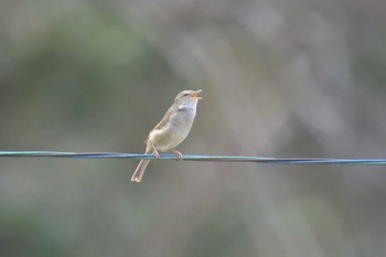 2017年4月9日(日) 榊原温泉の野鳥観察記録