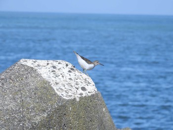 Common Sandpiper 北海道福島町 Mon, 8/23/2021