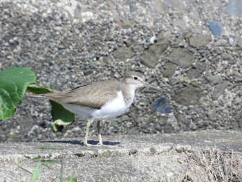 Common Sandpiper 福島町 Mon, 8/23/2021