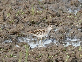 Long-toed Stint 埼玉県 Thu, 8/26/2021