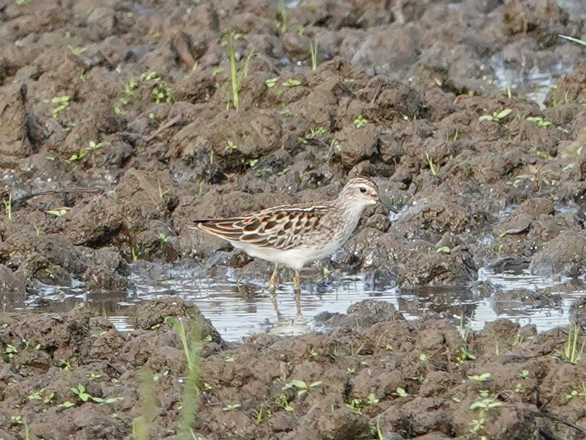 Photo of Long-toed Stint at 埼玉県 by dalidalida