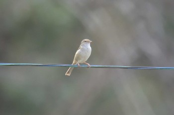 Japanese Bush Warbler 榊原温泉 Sun, 4/9/2017