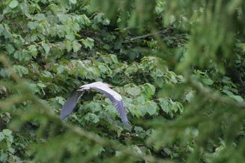 2021年8月26日(木) 福井緑地(札幌市西区)の野鳥観察記録