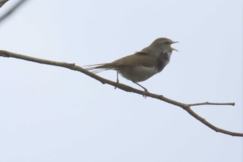 Japanese Bush Warbler 榊原温泉 Sun, 4/9/2017