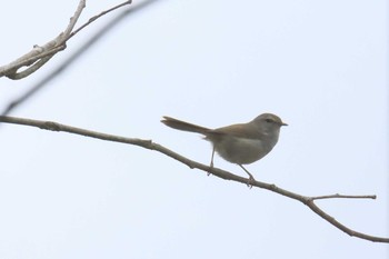 Japanese Bush Warbler 榊原温泉 Sun, 4/9/2017