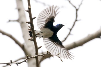 2017年4月6日(木) 大阪城公園の野鳥観察記録