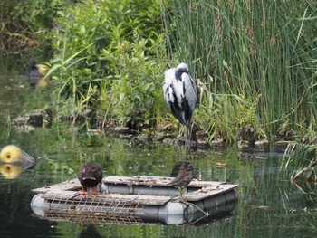 バン 井の頭恩賜公園 2021年8月26日(木)