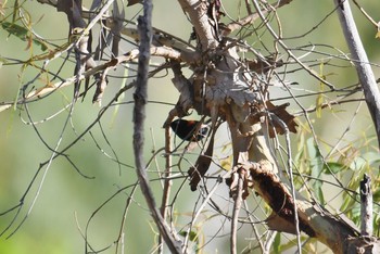 Red-backed Fairywren Lake Field National Park Sun, 10/20/2019