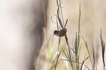 Red-backed Fairywren Lake Field National Park Sun, 10/20/2019