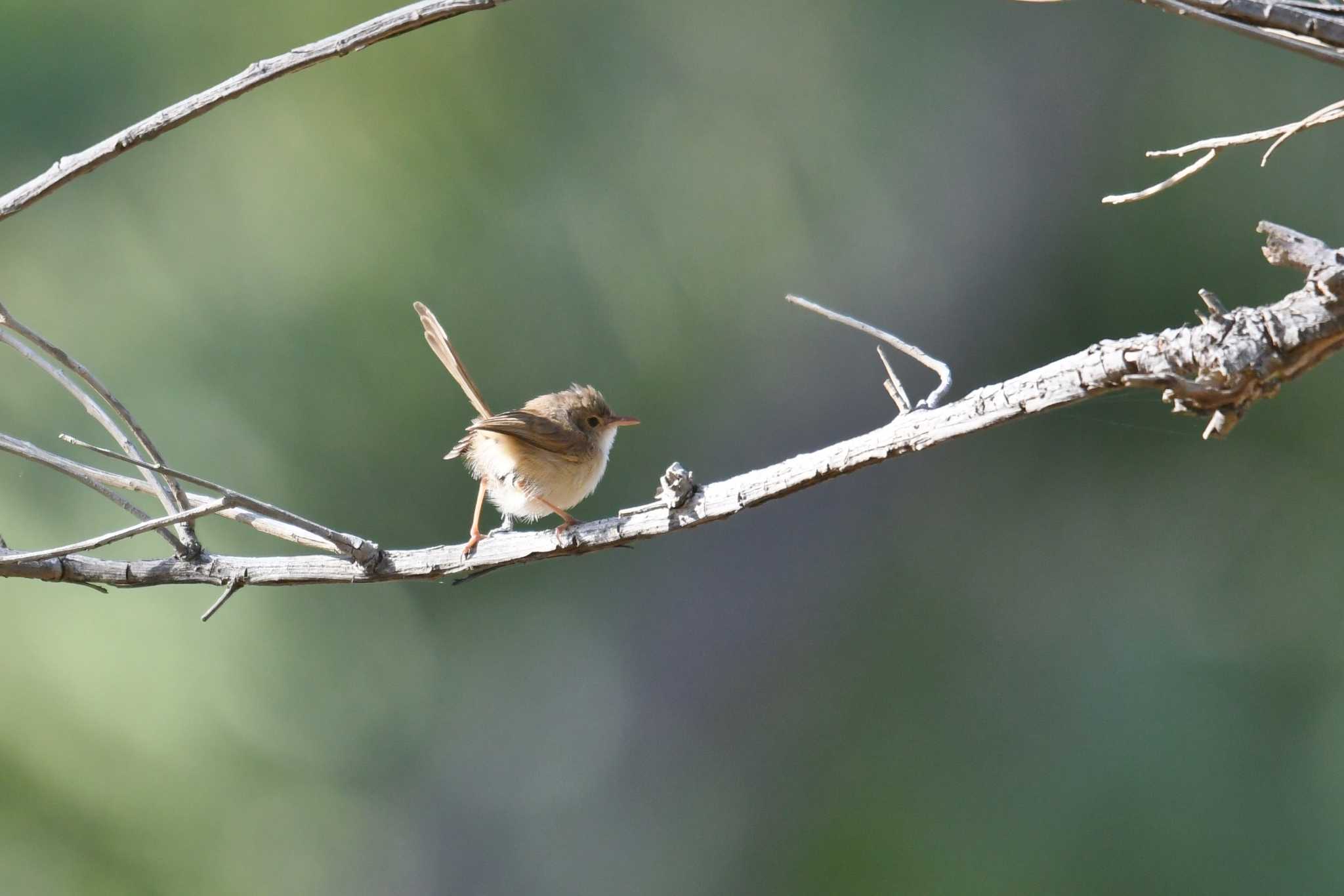 Photo of Red-backed Fairywren at Lake Field National Park by あひる