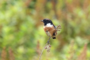 Amur Stonechat Senjogahara Marshland Sun, 8/22/2021