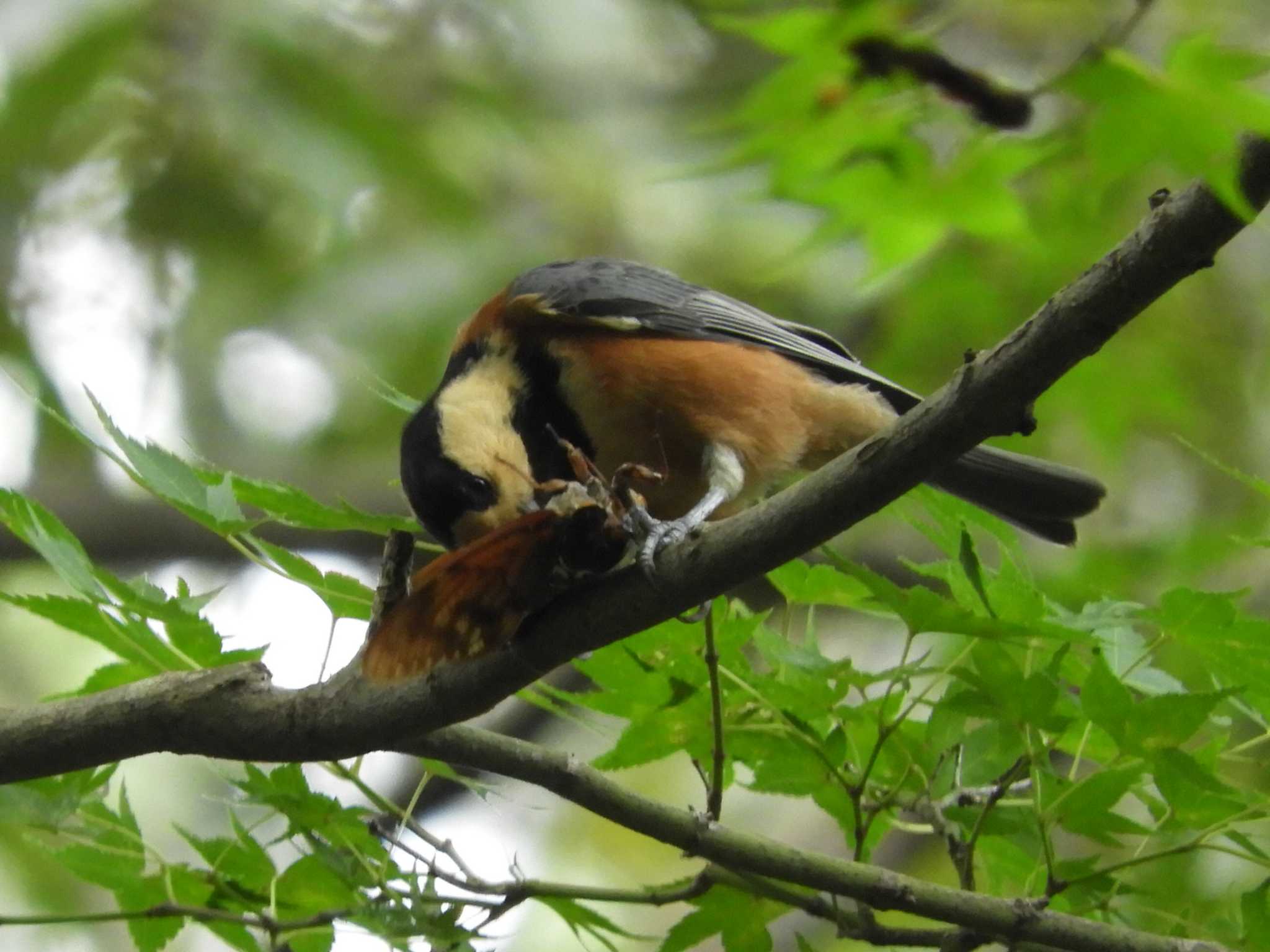 Varied Tit