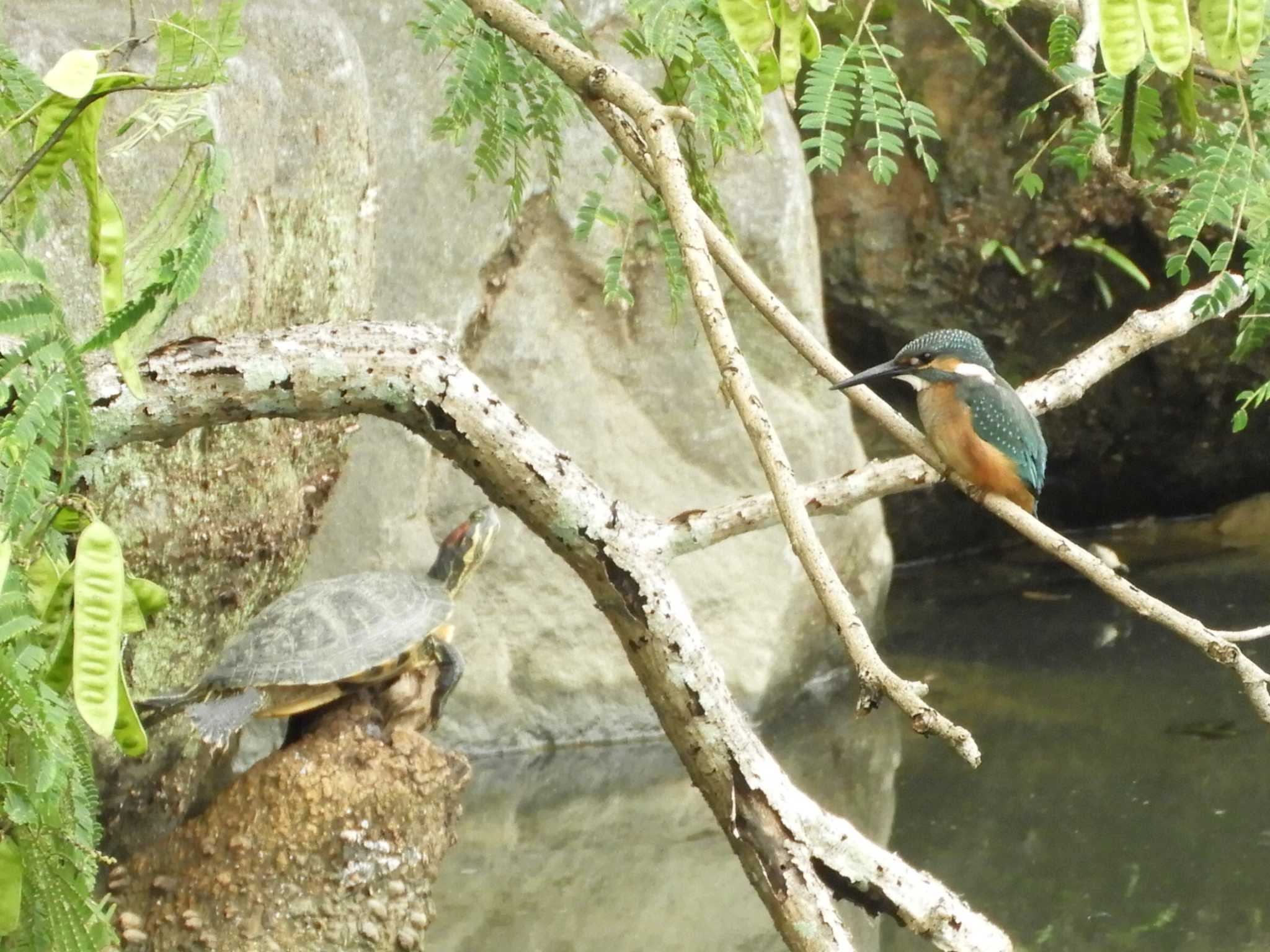 Common Kingfisher