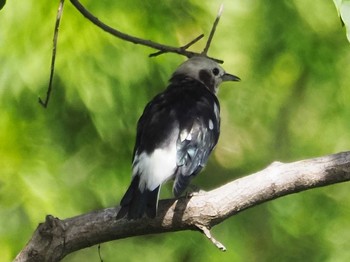 Chestnut-cheeked Starling Oizumi Ryokuchi Park Sun, 8/22/2021