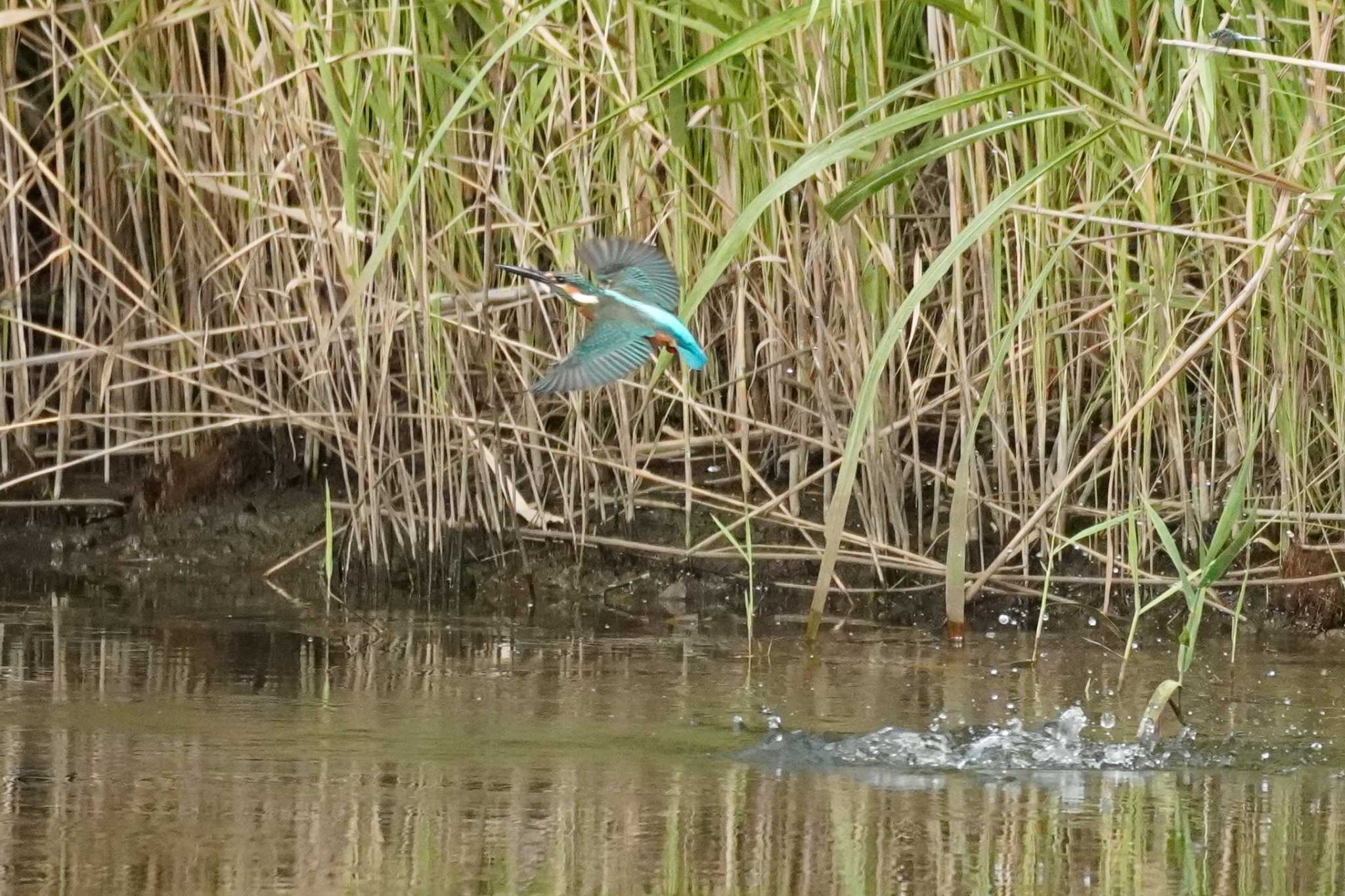 カワセミ