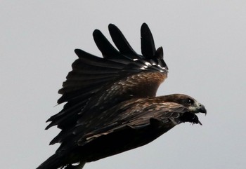 Black Kite 茨戸川緑地 Thu, 8/26/2021