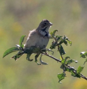 Chestnut-eared Bunting 茨戸川緑地 Thu, 8/26/2021