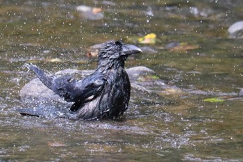 ハシブトガラス 福井緑地(札幌市西区) 2021年8月26日(木)