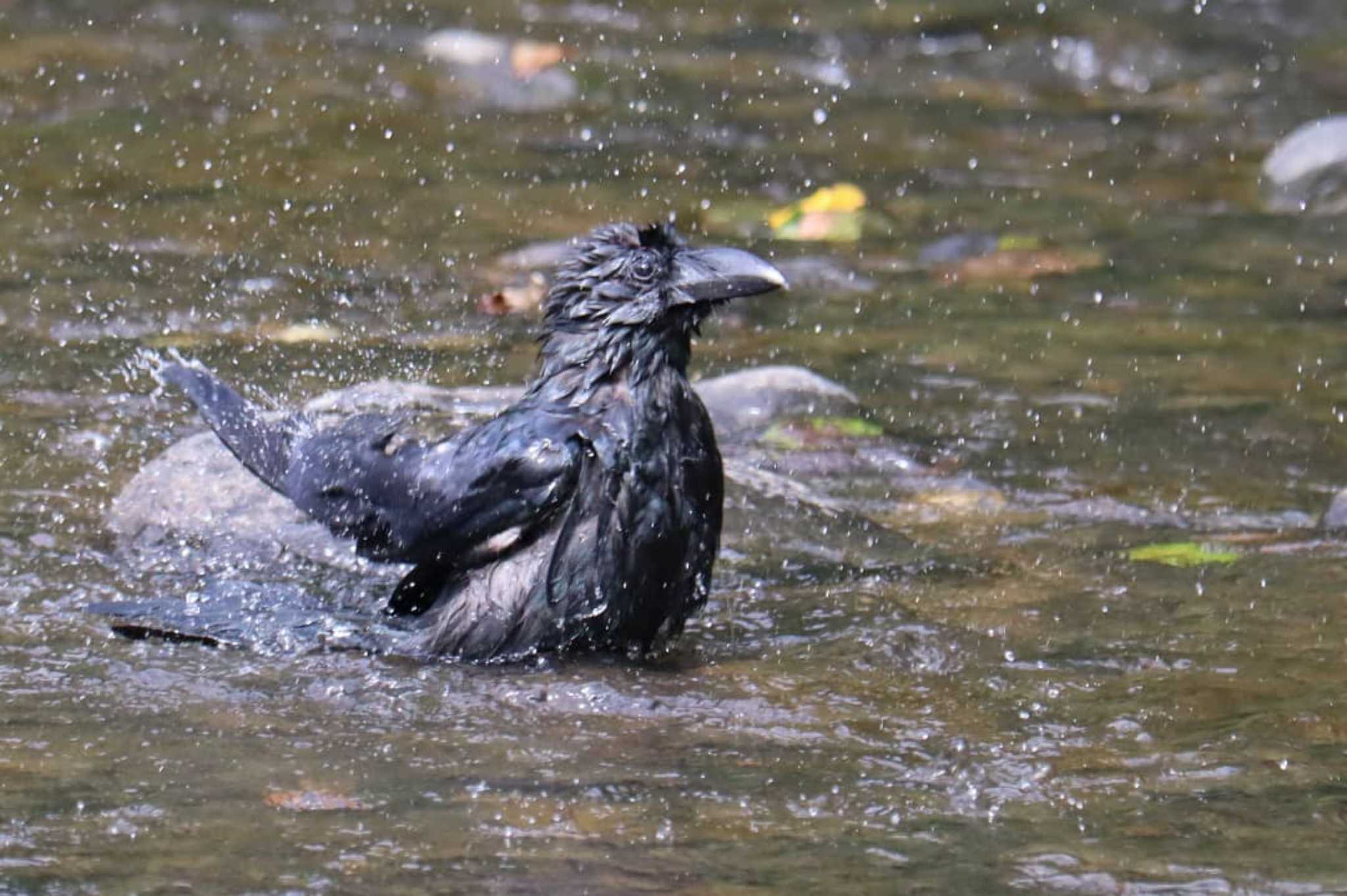 福井緑地(札幌市西区) ハシブトガラスの写真 by ぶろんず@あるぱか