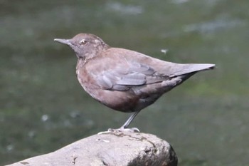 カワガラス 福井緑地(札幌市西区) 2021年8月26日(木)