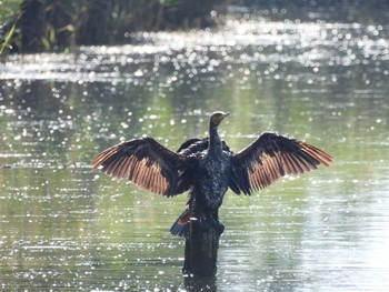 2021年8月27日(金) 米子水鳥公園の野鳥観察記録