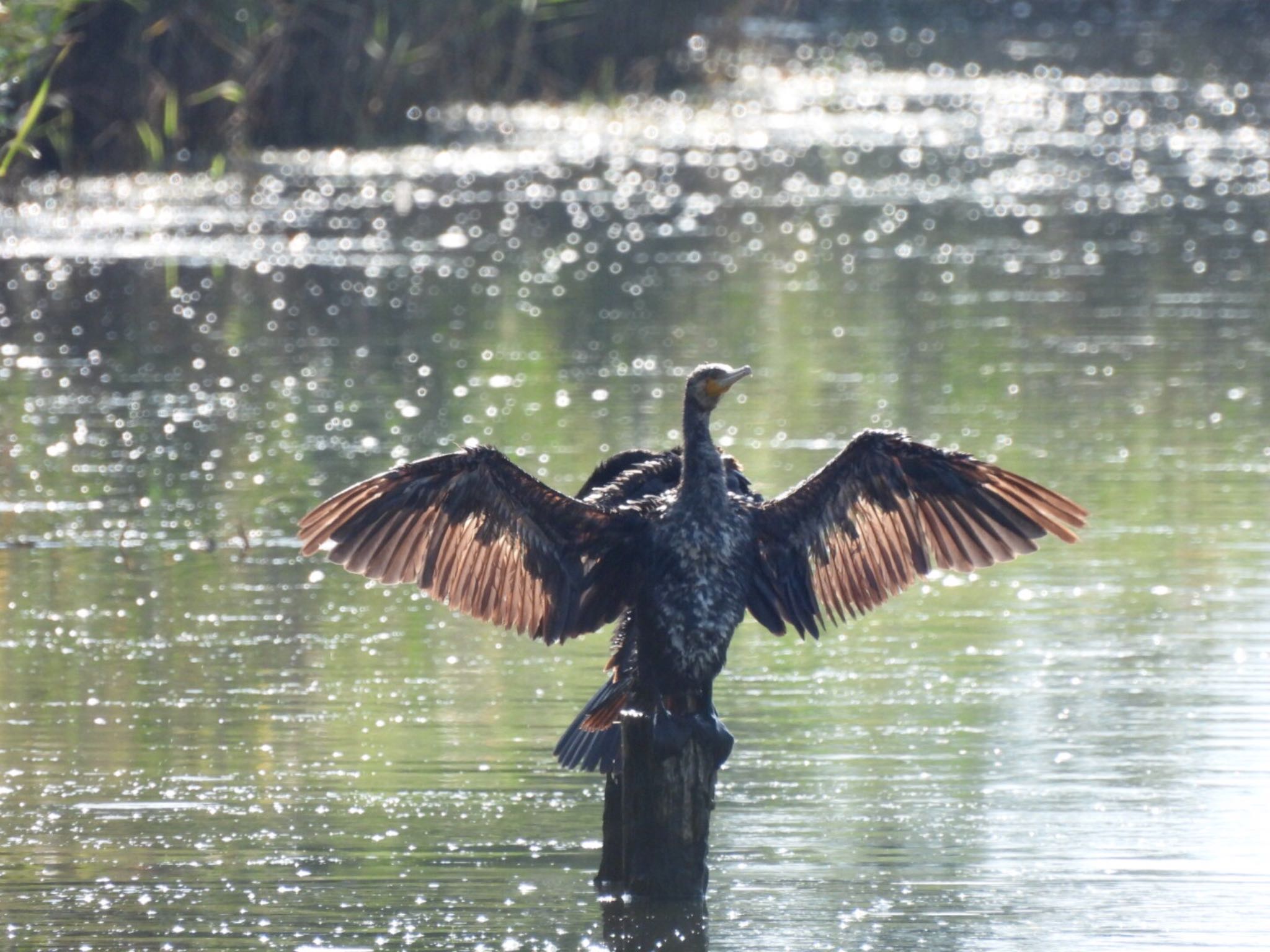 米子水鳥公園 カワウの写真 by カモちゃん