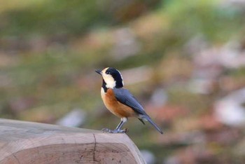 ヤマガラ 明治神宮 撮影日未設定