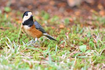 ヤマガラ 明治神宮 撮影日未設定