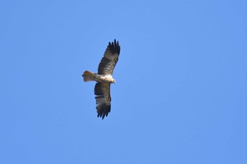 Whistling Kite Lake Field National Park Sun, 10/20/2019