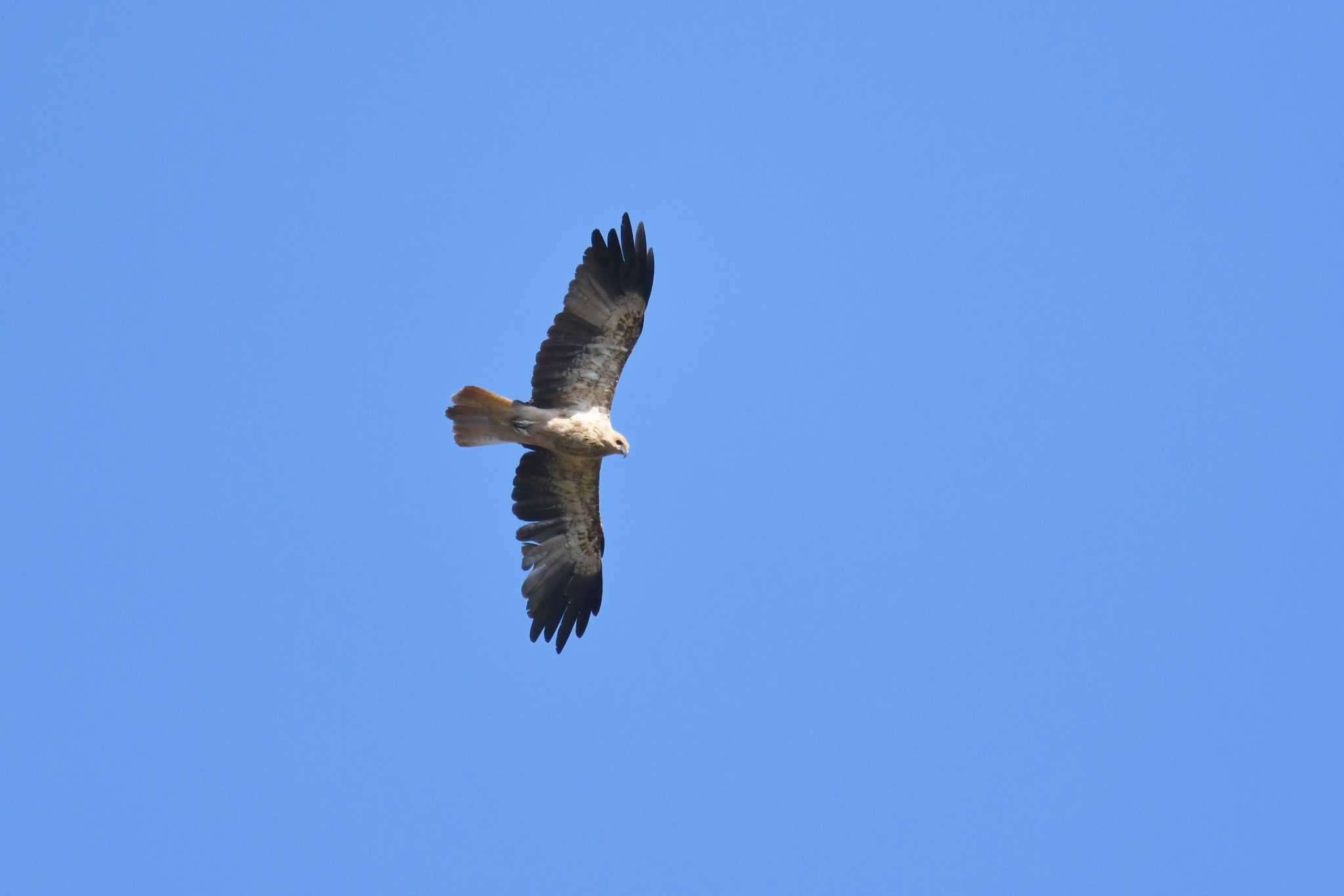 Whistling Kite