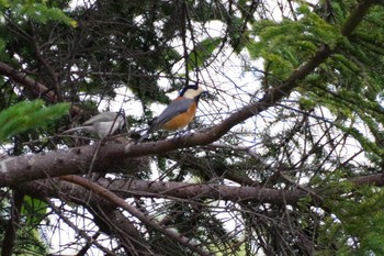 2021年8月27日(金) 福井緑地(札幌市西区)の野鳥観察記録