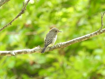 2021年8月19日(木) 十勝地方 帯広川の野鳥観察記録