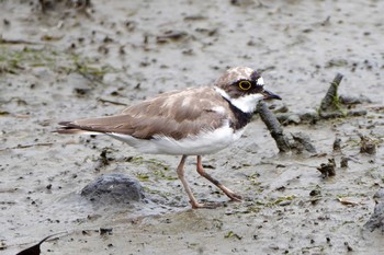 コチドリ 東京港野鳥公園 2021年7月11日(日)