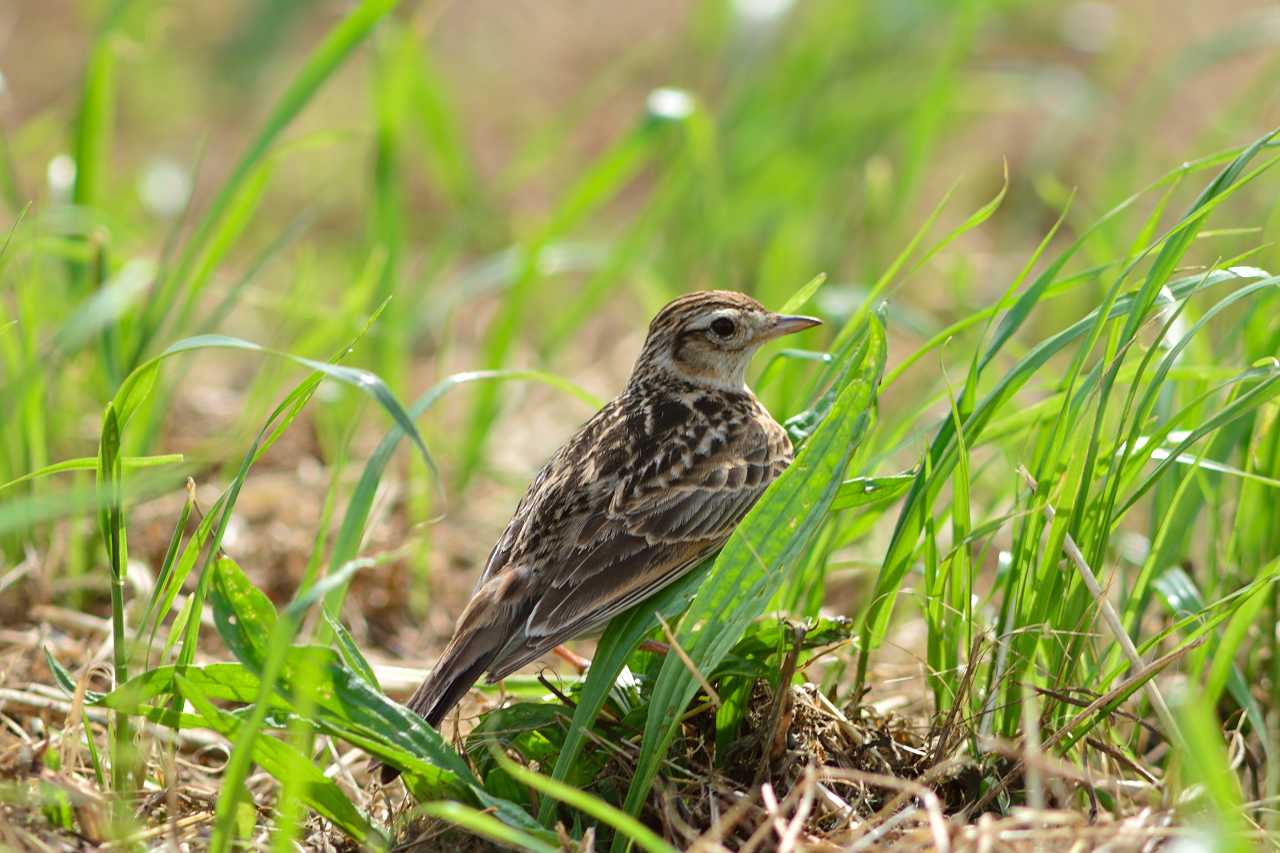 Photo of Eurasian Skylark at 江戸川河川敷 by Kazuyuki Watanabe